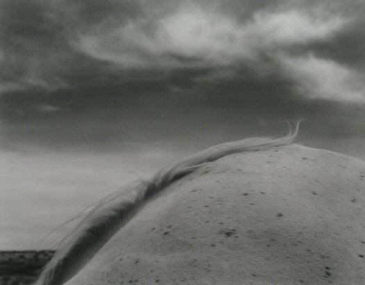 Ray Belcher Mare's Tale Photography